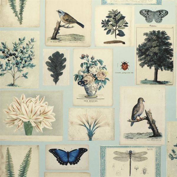 John Derian Wallpaper Flora And Fauna Cloud Blue | Allium Interiors