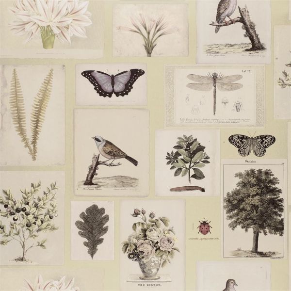 John Derian Wallpaper Flora And Fauna Canvas | Allium Interiors