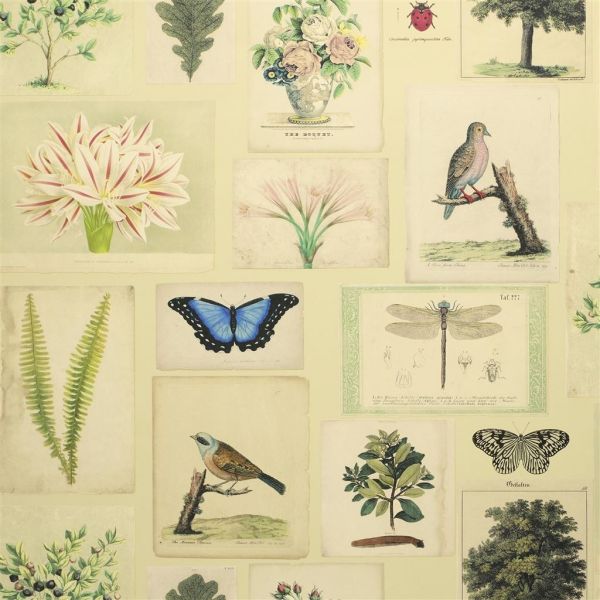 John Derian Wallpaper Flora And Fauna Parchment | Allium Interiors