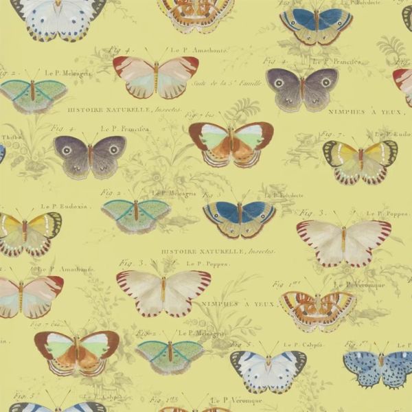 John Derian Wallpaper Butterfly Studies Mimosa | Allium Interiors