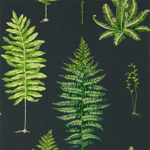 Sanderson Wallpaper Fernery Botanical Green/Charcoal | Allium Interiors