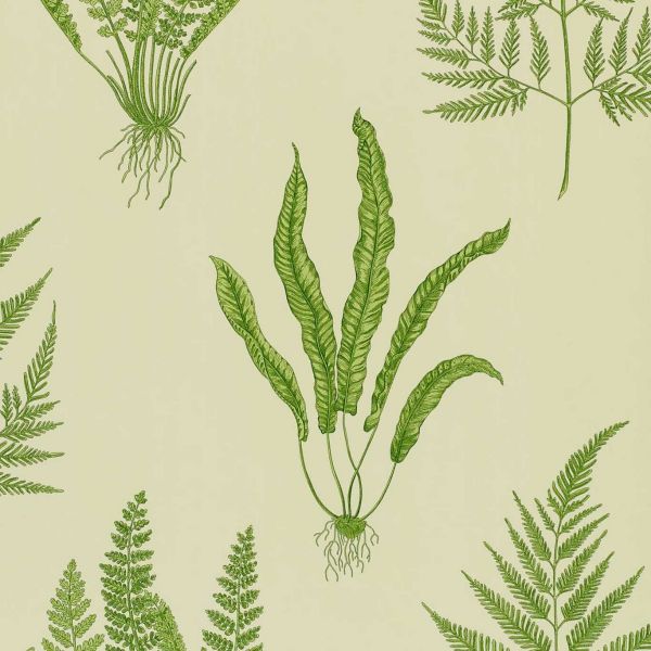 Sanderson Wallpaper Woodland Ferns Green | Allium Interiors