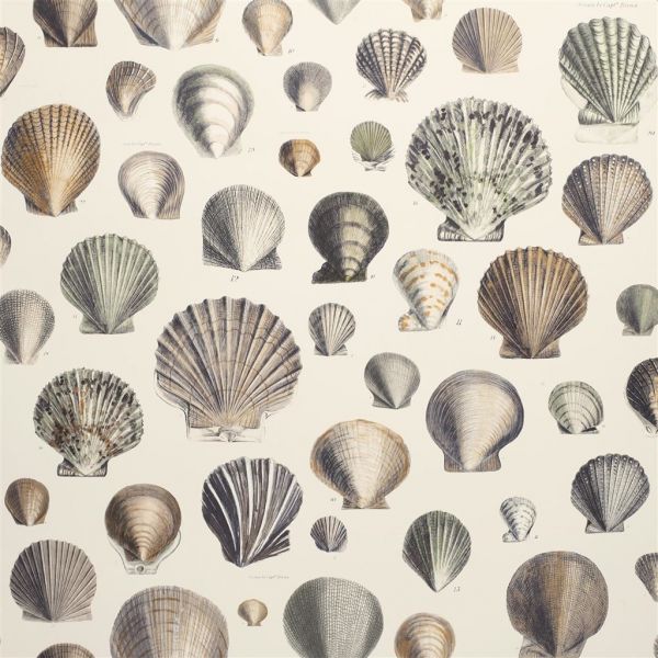 John Derian Wallpaper Captain Thomas Browns Shells Oyster | Allium Interiors