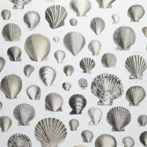 John Derian Wallpaper Captain Thomas Browns Shells Pearl | Allium Interiors