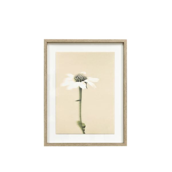 Maytime Wall Art Echinacea | Allium Interiors