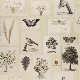 John Derian Wallpaper Flora And Fauna Canvas