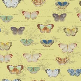 John Derian Wallpaper Butterfly Studies Mimosa
