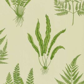 Sanderson Wallpaper Woodland Ferns Green