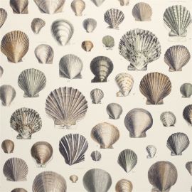 John Derian Wallpaper Captain Thomas Browns Shells Oyster