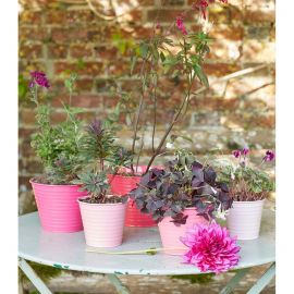 Sophie Conran Gardening Indoor Pots set of 5 Ombre Rasberry