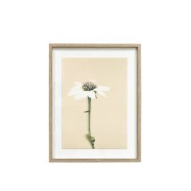 Maytime Wall Art Echinacea