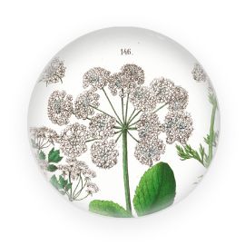 Museum Glass Paperweight Elderberry Hortus Botanicus