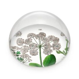 Museum Glass Paperweight Elderberry Hortus Botanicus