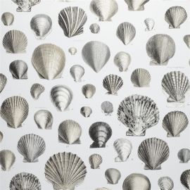 John Derian Wallpaper Captain Thomas Browns Shells Pearl
